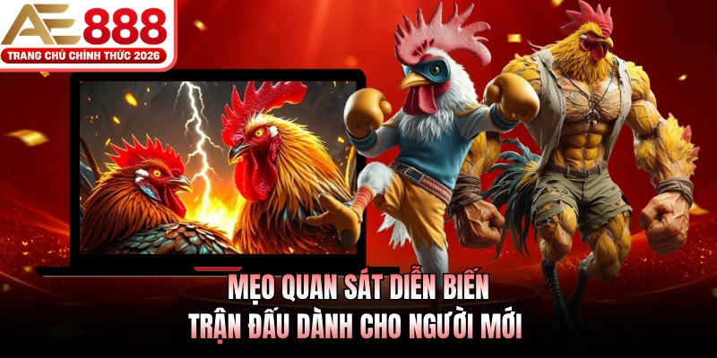 Đá Gà Trực Tiếp AE888 - Sống Động Từng Phút Giao Tranh 4 Mẹo quan sát diễn biến trận đấu dành cho người mới